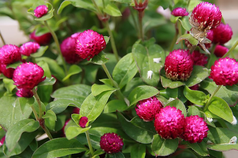 Premium Gomphrena Choice Mix  ( Global Amaranth)  -  50 Seeds