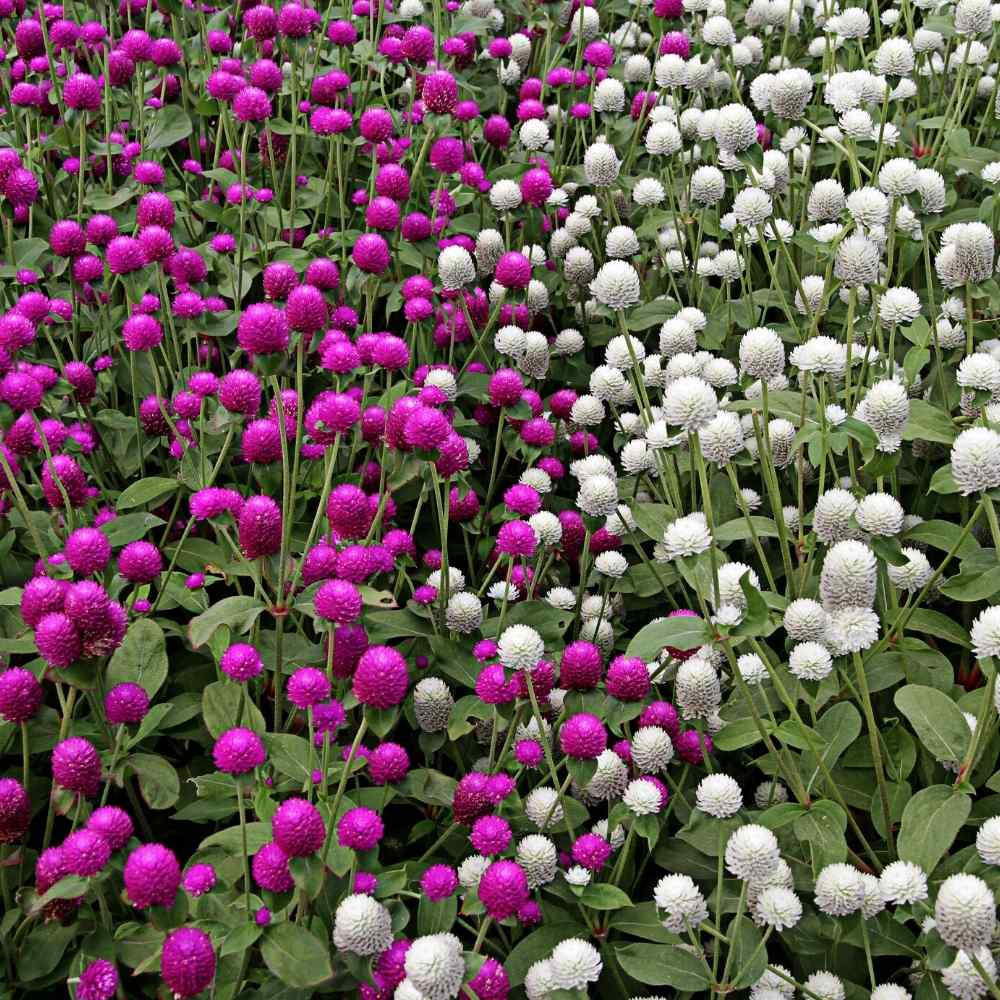 Premium Gomphrena Choice Mix  ( Global Amaranth)  -  50 Seeds