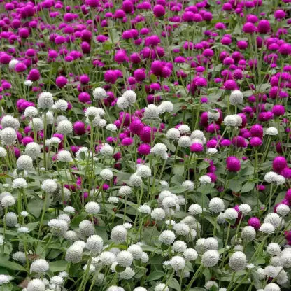 Premium Gomphrena Choice Mix  ( Global Amaranth)  -  50 Seeds