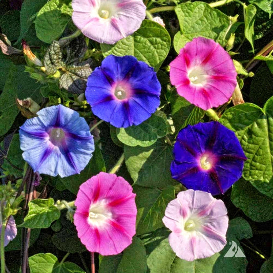 over 500  Premium Hybrid Seeds of Papaver Special Mix & Ipomoea Purpurea