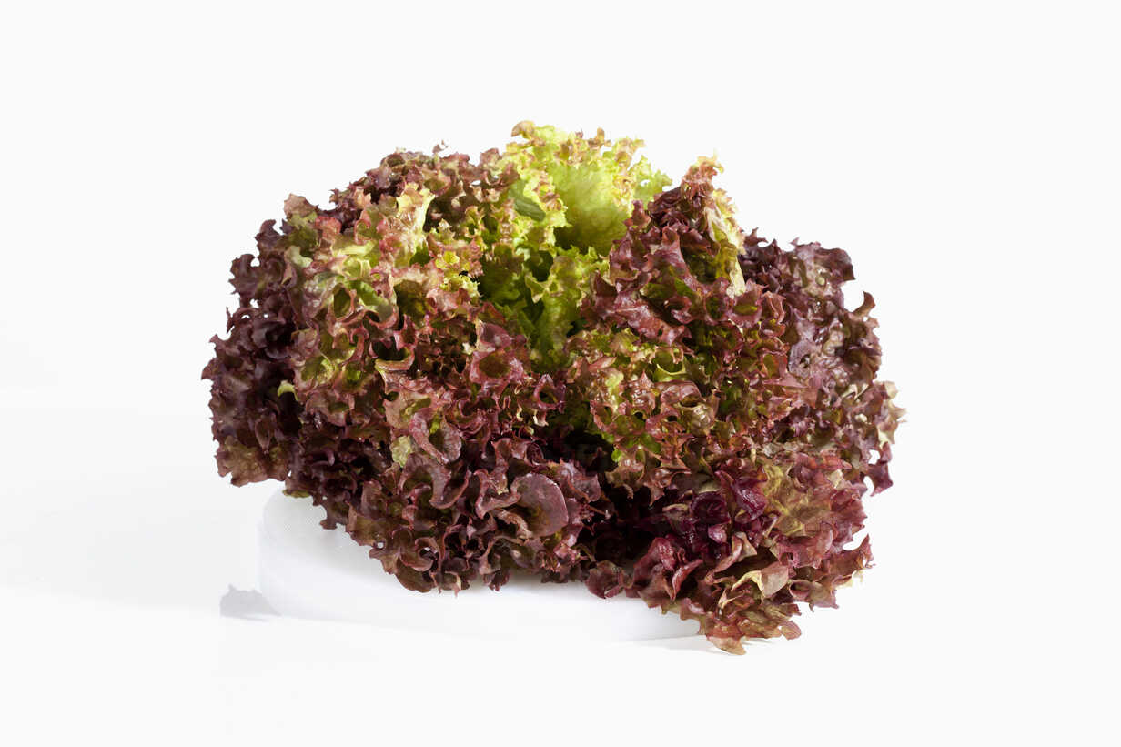 Premium Lettuce Lolo Rosso ( Red Lettuce) Seeds( 50 Seeds)