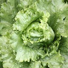 Premium Lettuce Great Lakes Seeds ( 50 Seeds)