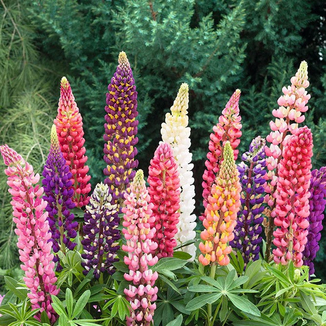 50 Seeds of Lupin Hartwegii Dwarf Pixii Mixed Flowers