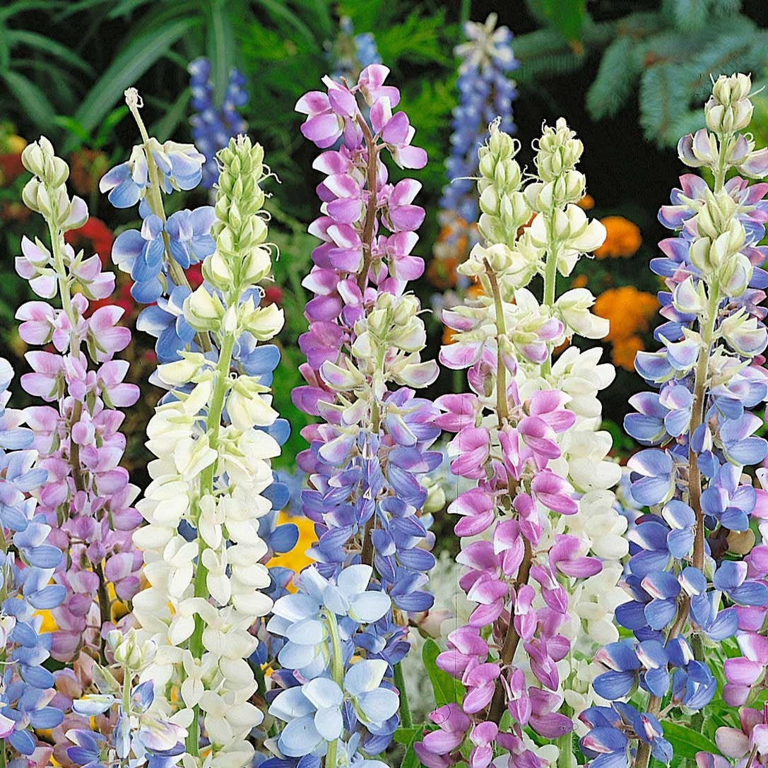 50 Seeds of Lupin Hartwegii Dwarf Pixii Mixed Flowers