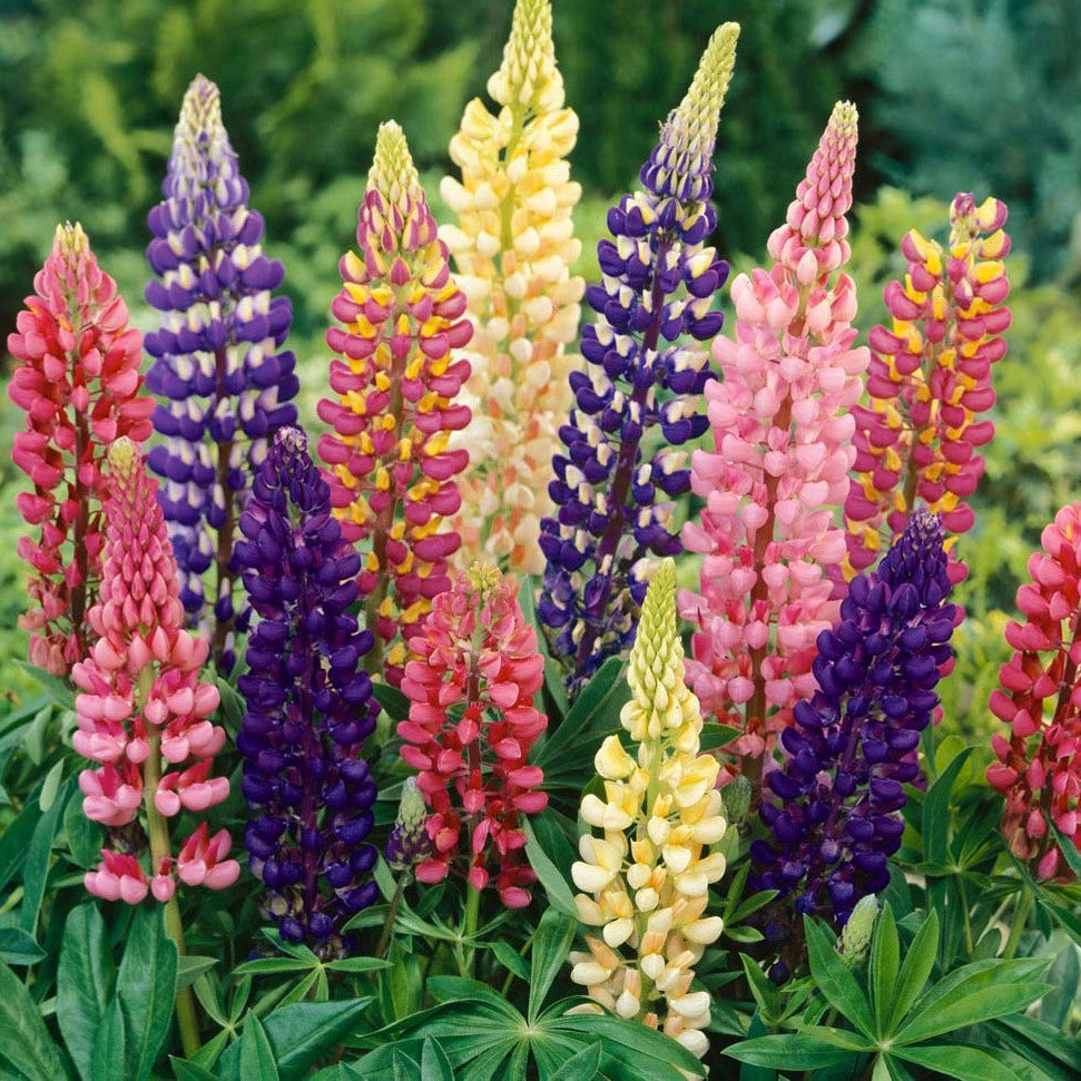 50 Seeds of Lupin Hartwegii Dwarf Pixii Mixed Flowers