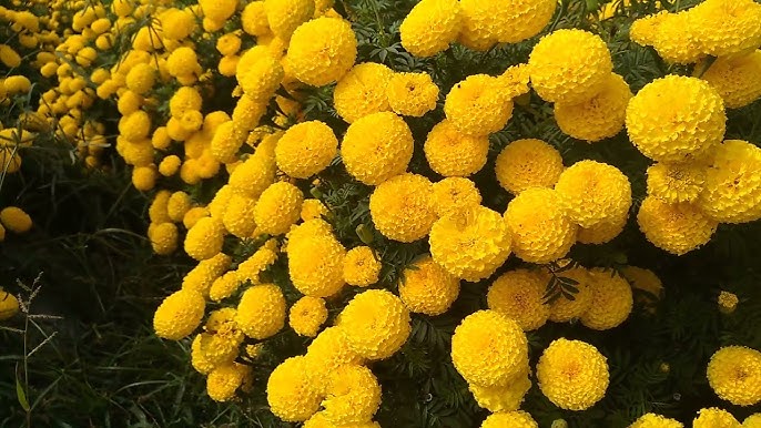 Marigold Kolkata Round Ball /Tennis Ball and PUSA Narangi (150 Seeds)