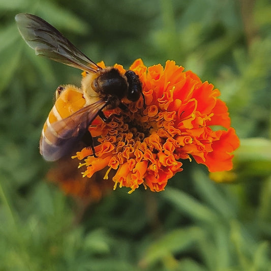 200 Premium Hybrid Marigold (Genda) Seeds of Orange (100 seeds) & French Yellow (100 seeds) with Instruction Sheets