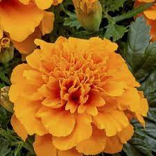 Premium Hybrid Marigold (Genda) Seeds of French Gulzafri (100 seeds) & Kolkata Roundball /tennis ball  (50 seeds)