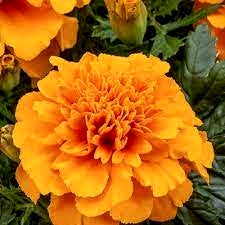 Premium Hybrid Seeds Of White, Scarlet Red , Gulzafri, Kolkata Round Ball and Yellow Marigold Flowers (Over 500 Seeds)