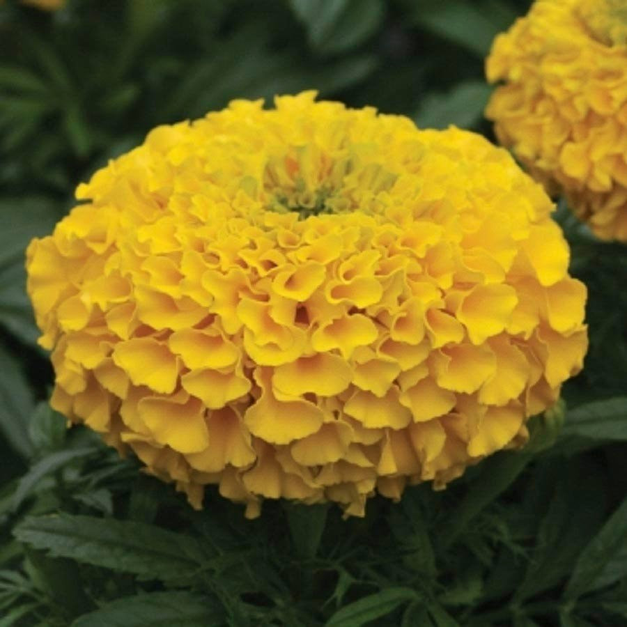 Premium Marigold ( Genda) Mega Pack 600 Seeds of White, Gulzafri, Scarlet Red, Yellow, Orange, PUSA Narangi & Kolkata Round Ball