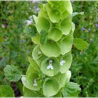 50 Premium Seeds of  Moluccella Laevis Plants