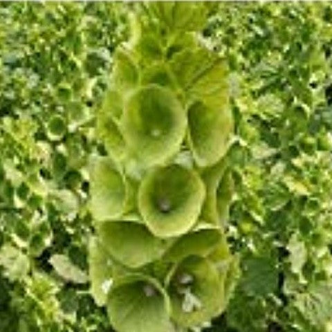 50 Premium Seeds of  Moluccella Laevis Plants