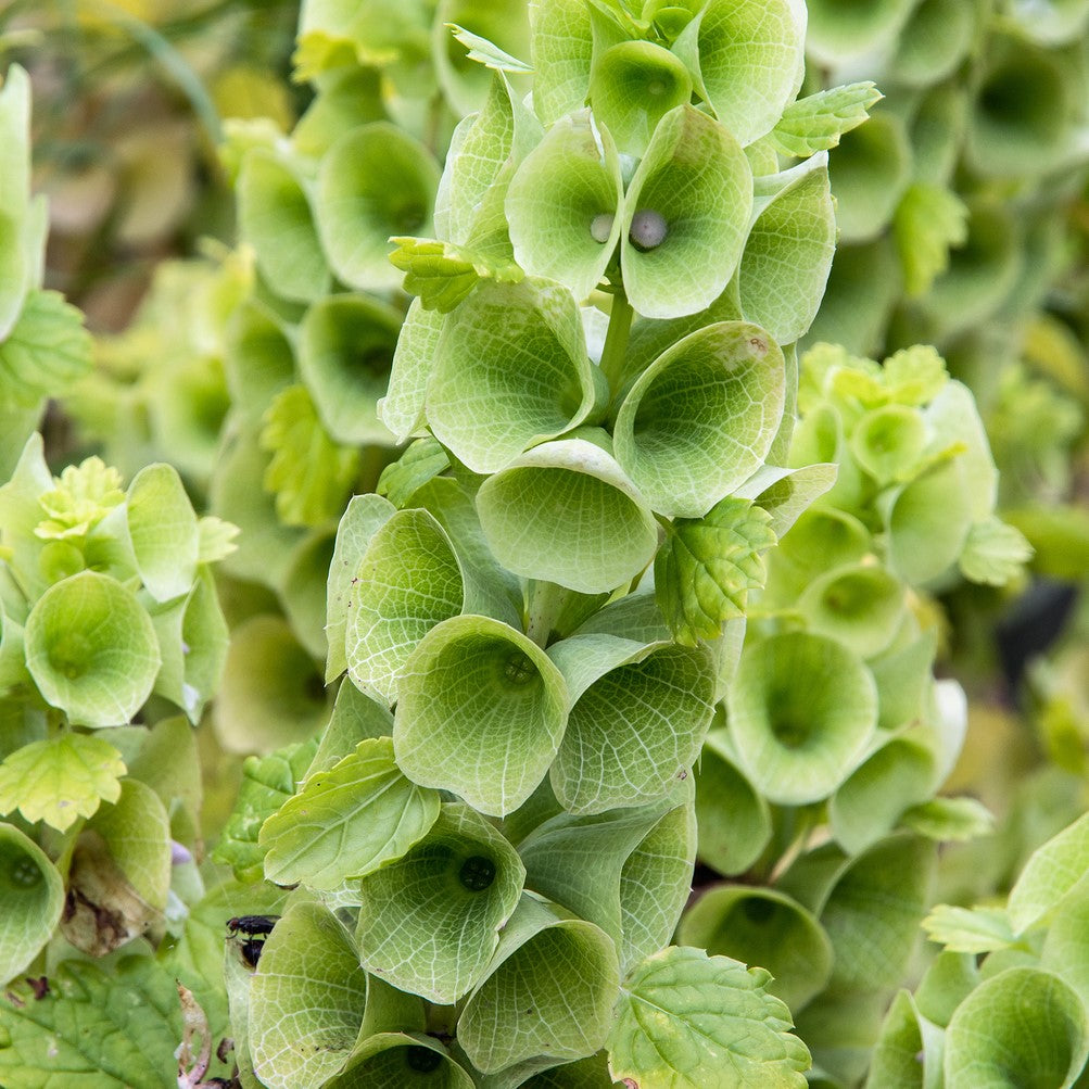 50 Premium Seeds of  Moluccella Laevis Plants