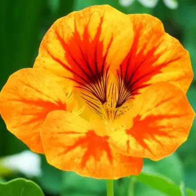 25 Premium Seeds of Nasturtium Variegated Mixed Flowers