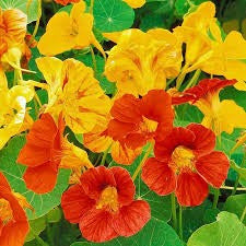 25 Premium Seeds of Nasturtium Variegated Mixed Flowers