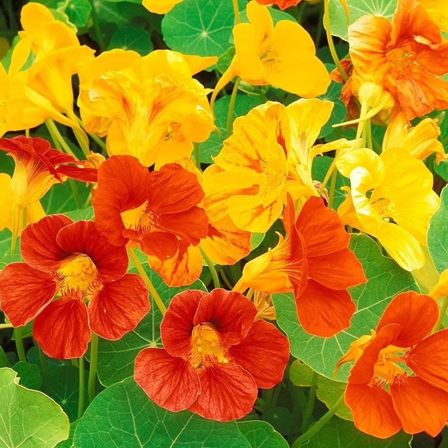 25 Premium Seeds of Nasturtium Variegated Mixed Flowers