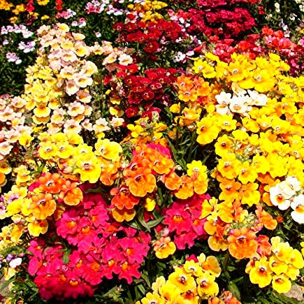 Best Winter (Sardi Wale) Flowers Seeds - Over 1000 Seeds of Premium Hybrid Seeds of Verbena, Clarkia, Salvia, Allysum Benthami Mix, Nemesia, Eschschoitzia & Ipomoea Purpurea