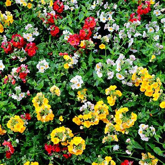 1500 Seeds of Godetia Azaleaflora Mix, Indian Poppy  & Nemesia Strumosa