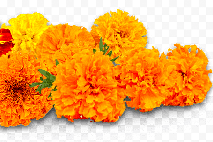 300 Premium Hybrid Marigold (Genda) Seeds of French Scarlet Red (100 seeds), French Orange (100 seeds) & French Yellow (100 seeds)