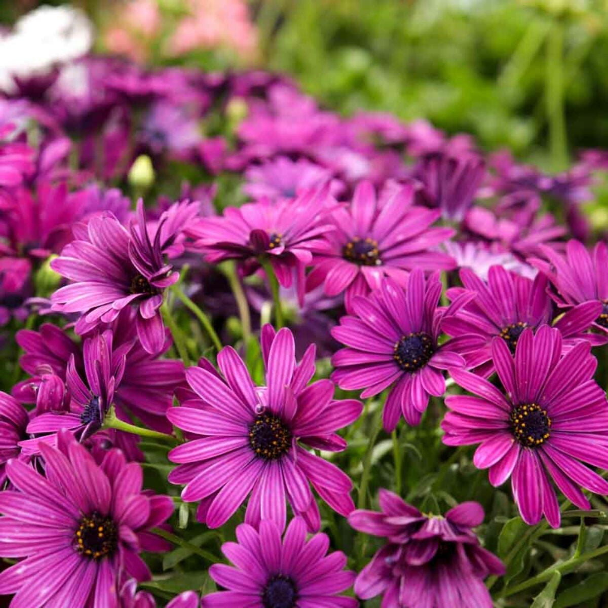 50 Premium Seeds of Osteospermum Ecklonis Mixed Flowers