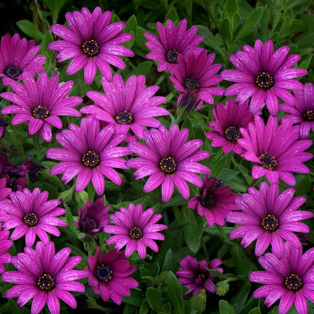 50 Premium Seeds of Osteospermum Ecklonis Mixed Flowers