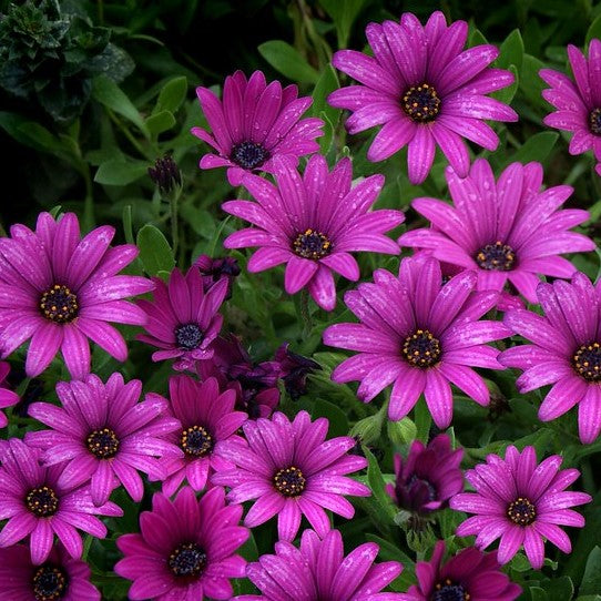 50 Premium Seeds of Osteospermum Ecklonis Mixed Flowers