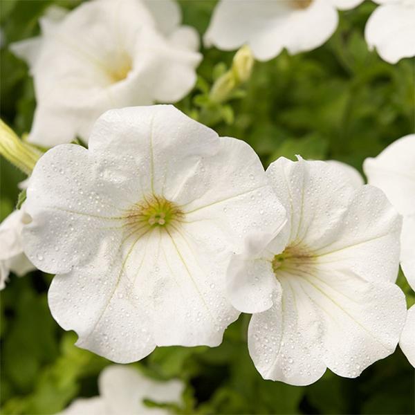 1500 Premium White, Scarlet Red, Pink & Blue Petunia Seeds