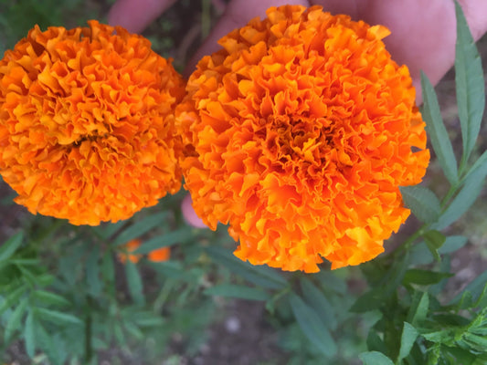 50 Seeds of Premium PUSA Narangi Marigold