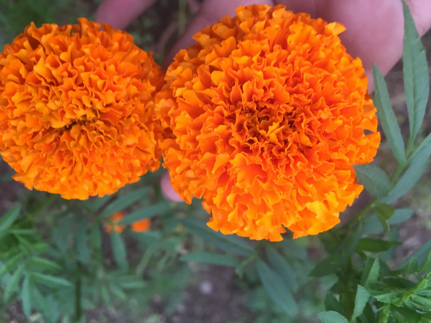 300 Premium Hybrid Seeds Of White Marigold, Pusa Narangi, Orange Marigold And Yellow Marigold Flowers