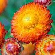 50 Premium Seeds of Paper Flower Mix (Helichrysum)