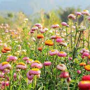 50 Premium Seeds of Paper Flower Mix (Helichrysum)