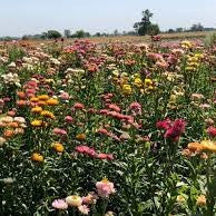 50 Premium Seeds of Paper Flower Mix (Helichrysum)