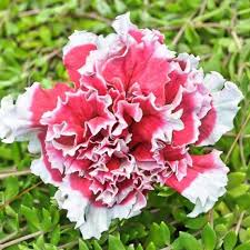 Imported Premium Petunia Double Glorious Mix (40 Seeds)