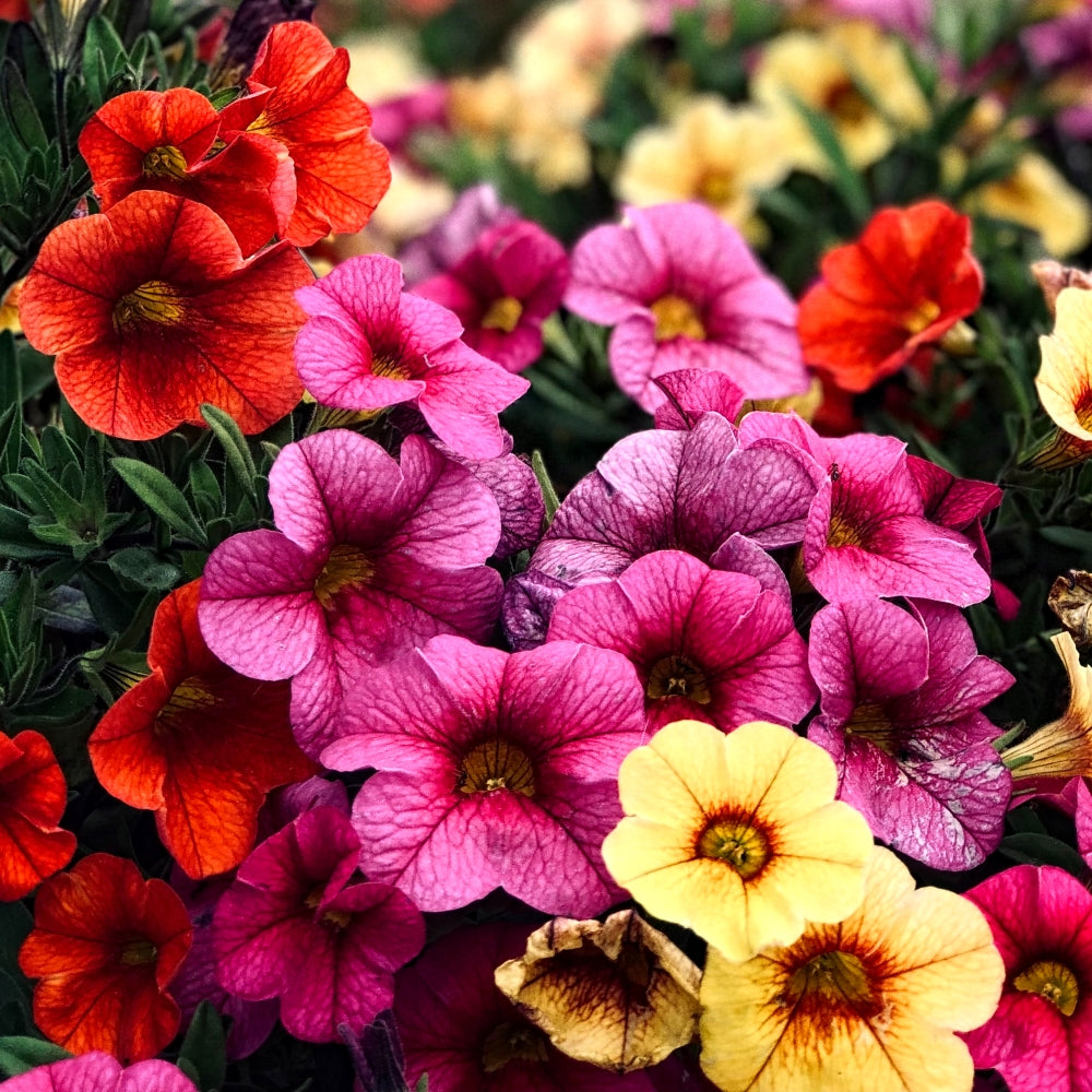 1000 Seeds of Premium Petunia Mixed & Antirrhinum Flowers