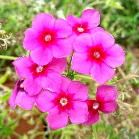 Winter Seeds Soothing Flowers - Over 1600 Hybrid Premium Seeds of Allysum Benthami, Phlox, Bellis, Clarkia, Verbena, Salvia & Nemesia