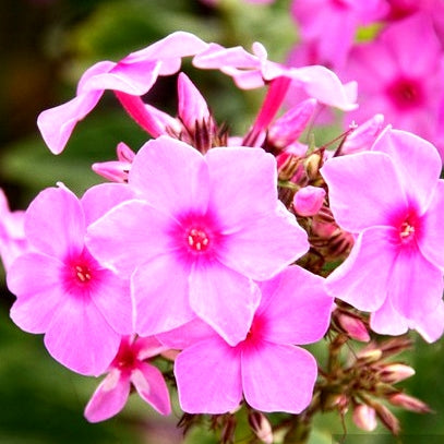 Winter Guldasta Flower Collection - More Than 1500 Premium Hybrid Seeds of Nemesia, Eschschoitzia, Ipomoea Purpurea, Papaver Special Mix, Godetia Azaleaflora, Salvia & Phlox