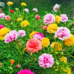 Premium Dopahar Khidi  (Portulaca Grandiflora Double) Mix Flower (50 Seeds)