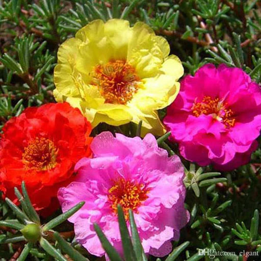 Premium Portulaca Grandiflora Double Mix Flower (50 Seeds)