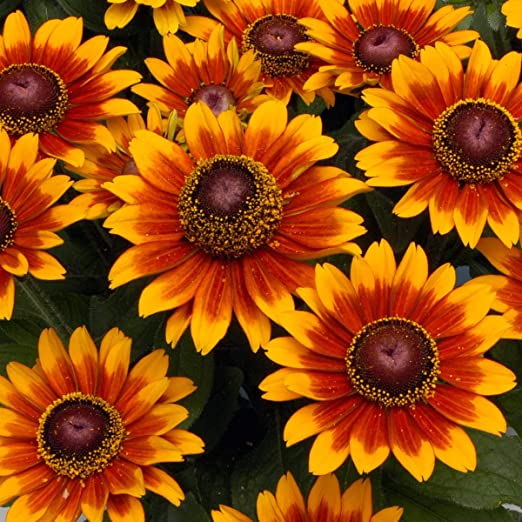 Premium Rudbeckia Rustic Dwarf Mixed 50 Flower Seeds