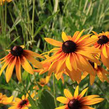 Premium Rudbeckia Rustic Dwarf Mixed 50 Flower Seeds