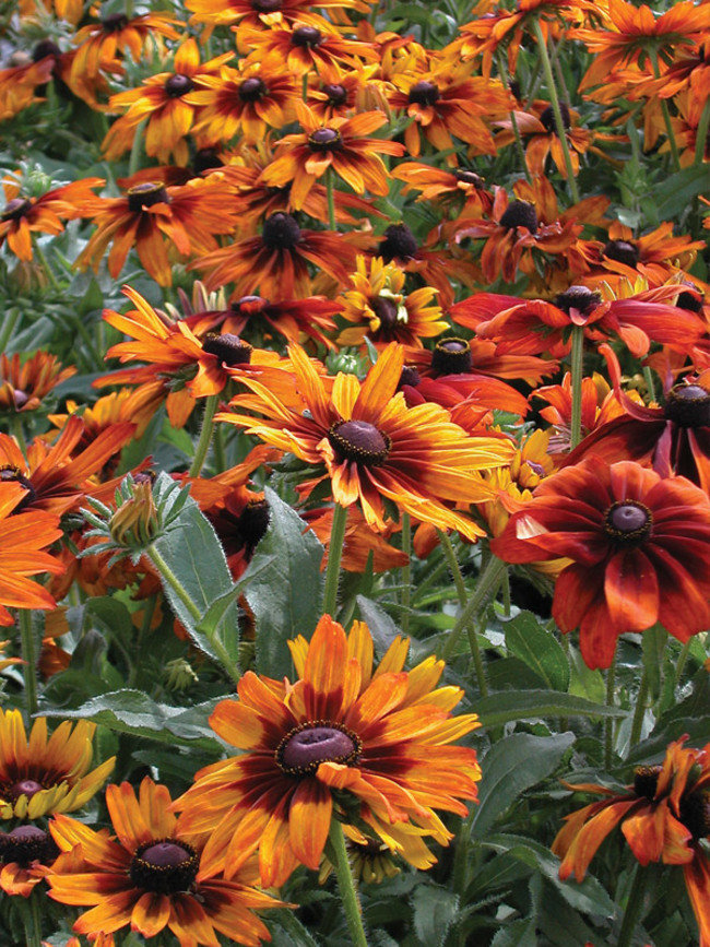 Premium Rudbeckia Rustic Dwarf Mixed 50 Flower Seeds