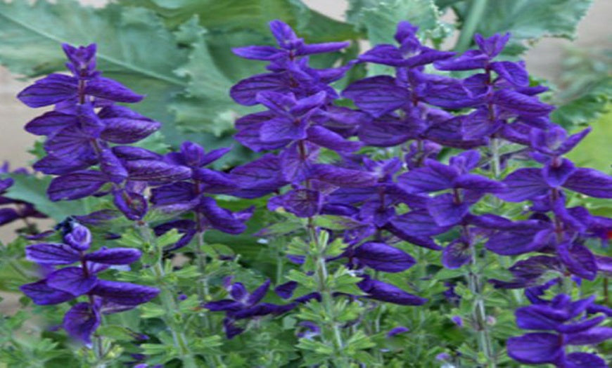 Premium Salvia Splendens Saint John's Fire Red 50 Seeds