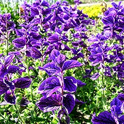 Winter Guldasta Flower Collection - More Than 1500 Premium Hybrid Seeds of Nemesia, Eschschoitzia, Ipomoea Purpurea, Papaver Special Mix, Godetia Azaleaflora, Salvia & Phlox