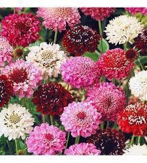 Premium Scabiosa Tall Double Mix 50 Flower Seeds