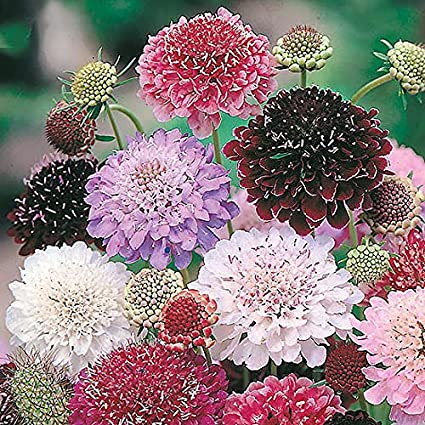 Premium Scabiosa Tall Double Mix 50 Flower Seeds