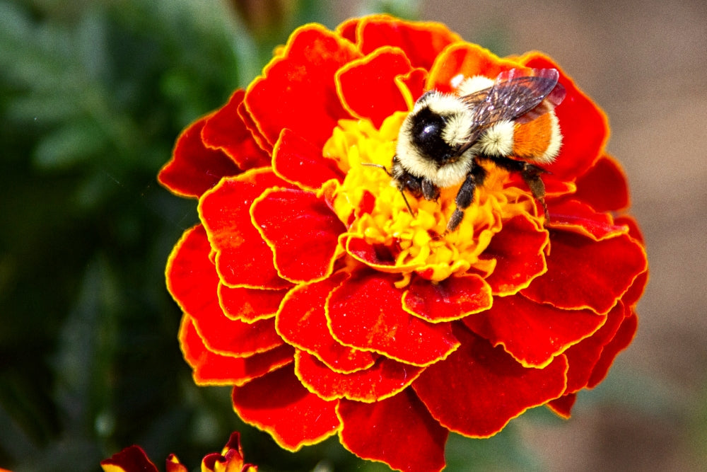 Premium Hybrid Seeds Of White, Scarlet Red , Gulzafri, Kolkata Round Ball and Yellow Marigold Flowers (Over 500 Seeds)