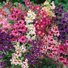 Premium Schizanthus Angel Wings Mix ( Butterfly Flowers) 50 Seeds