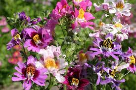 Premium Schizanthus Angel Wings Mix ( Butterfly Flowers) 50 Seeds