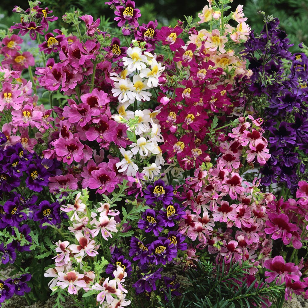 Premium Schizanthus Angel Wings Mix ( Butterfly Flowers) 50 Seeds