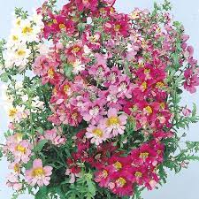 Premium Schizanthus Angel Wings Mix ( Butterfly Flowers) 50 Seeds